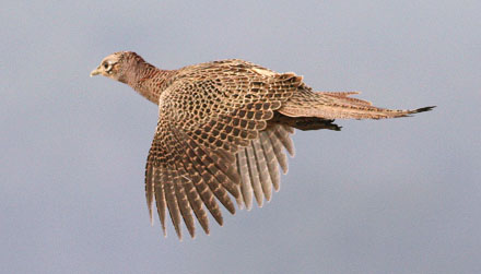 Pheasant