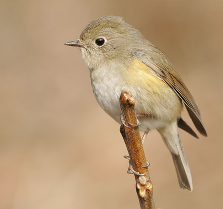 Red-flanked Bluetail