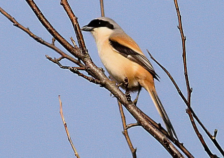 Long-tailed Shrike