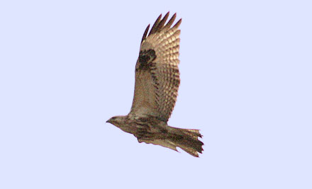 Upland Buzzard