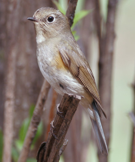 Red-flanked Bluetail
