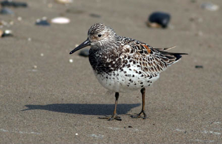 Great Knot