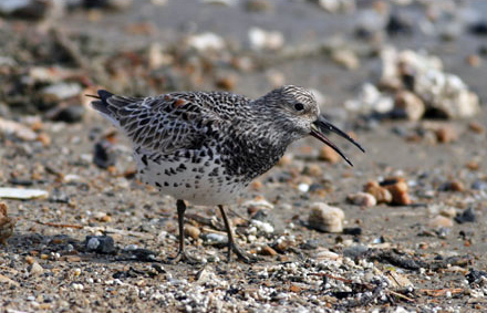 Great Knot