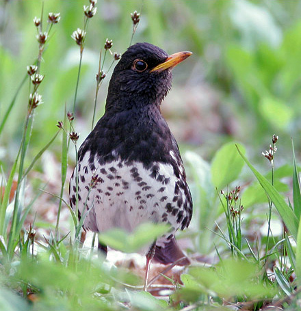 Grey Thrush