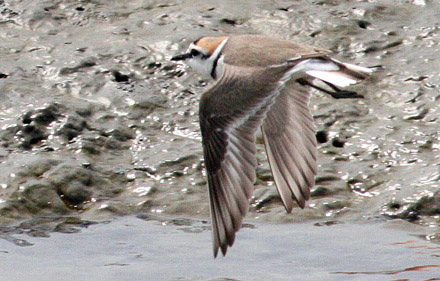 Kentish Plover