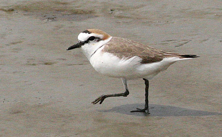Kentish Plover