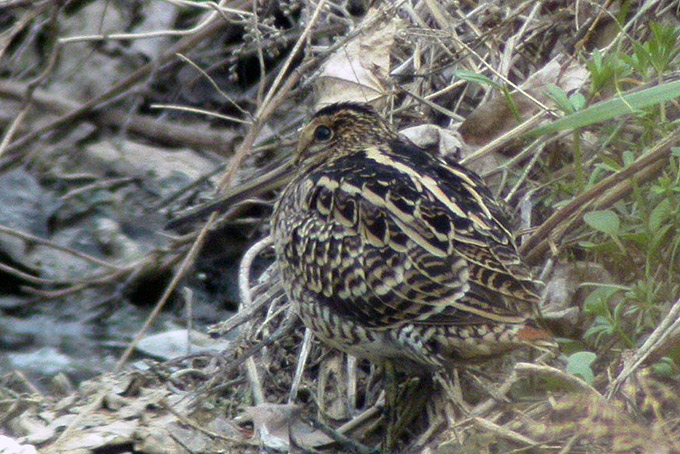 Latham's Snipe