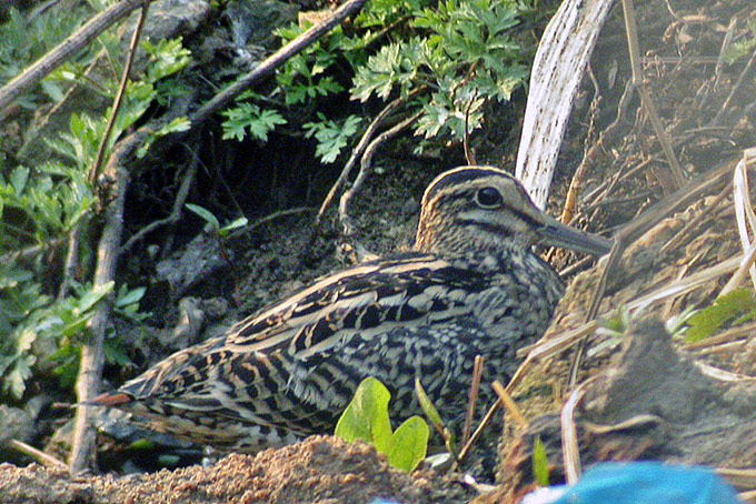 Latham's Snipe