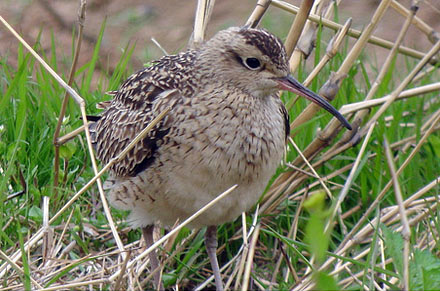 Little Whimbrel