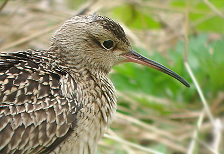 Little Whimbrel