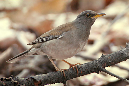Pale Thrush