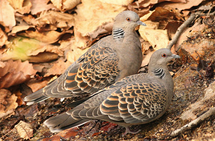 Oriental Turtle Dove