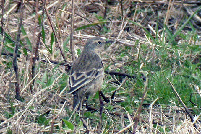 Water Pipit