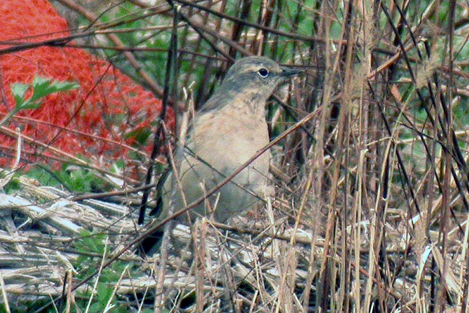 Water Pipit