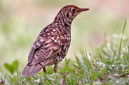 White's Thrush