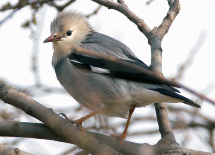 Red-legged/Silky Starling