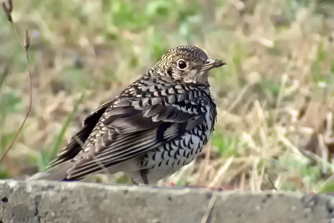 Scaly/White's Thrush