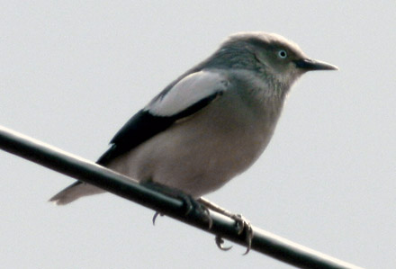 White-shouldered Starling