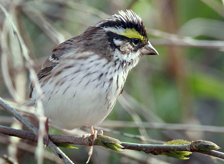 Yellow-browed Bunting