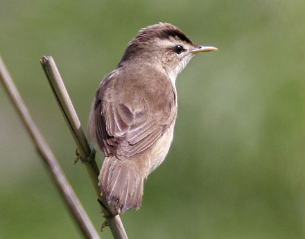 Black-browed Reed Warbler