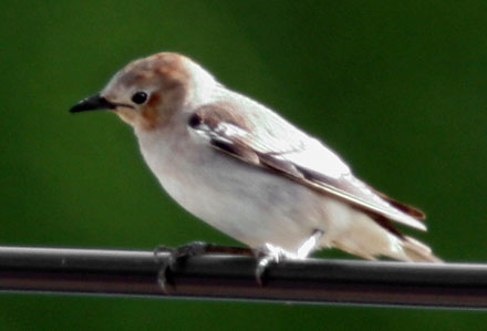 Chestnut-cheeked Starling