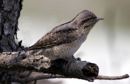 Wryneck