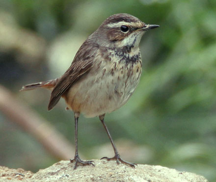 Bluethroat