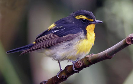 Narcssus Flycatcher