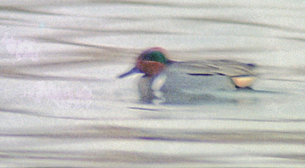 Green-winged Teal