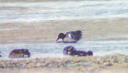 Green-winged Teal