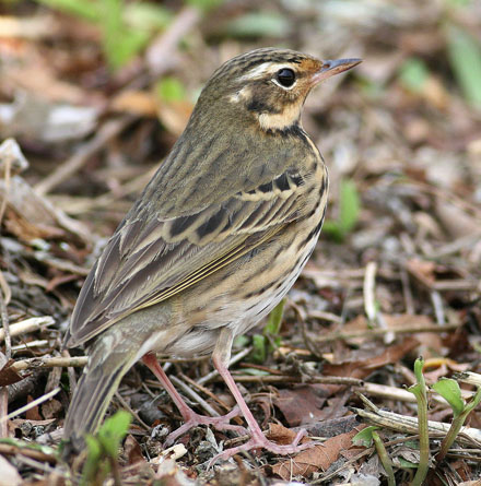 Olive-backed Pipit