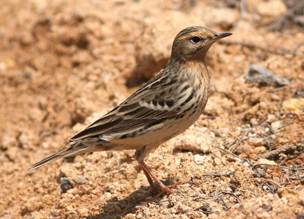 Red-throated Pipit