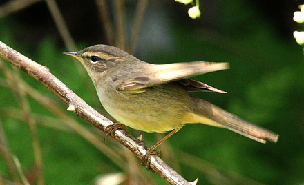 Dusky Warbler