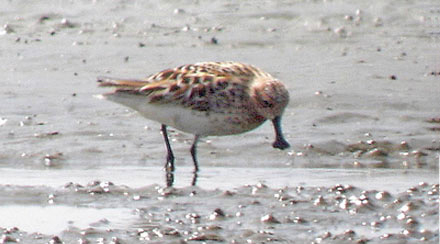 Spoon-billed Sandpiper