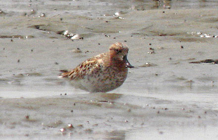 Spoon-billed Sandpiper