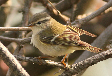 Yellow-browed Warbler