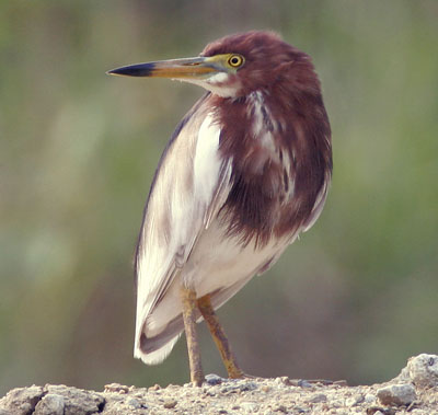 Chinese Pond Heron