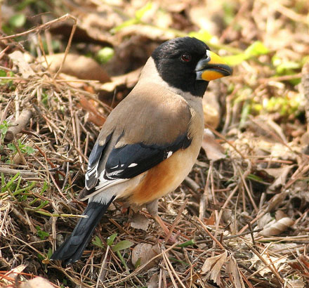 Chinese Grosbeak