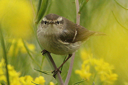 Hume's Warbler