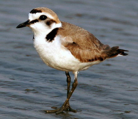 Kentish Plover