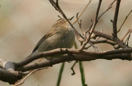 Siberian Chiffchaff