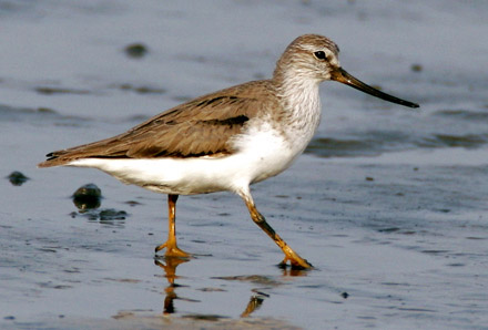 Terek Sandpiper