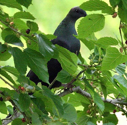 Black Woodpigeon