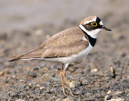 Little Ringed Plover