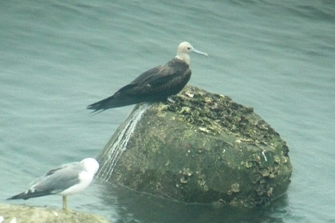 Lesser Frigatebird