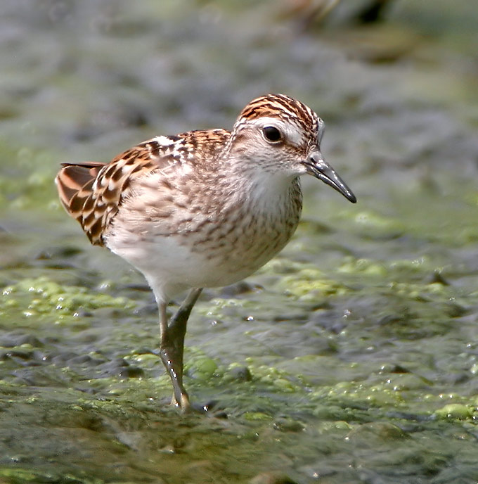 Long-toed Stint