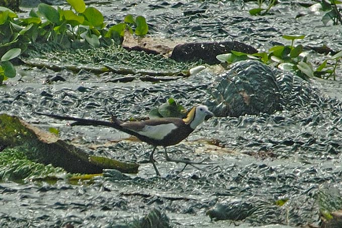 Pheasant-tailed Jacana