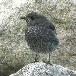 Plumbeous Water Redstart