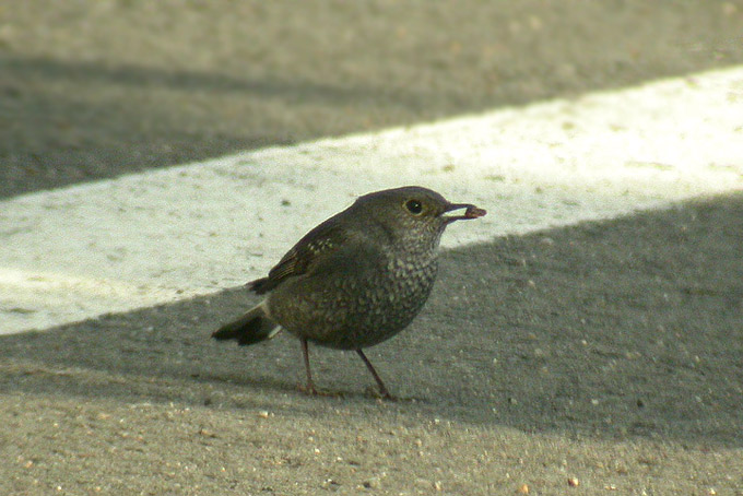 Plumbeous Water Redstart
