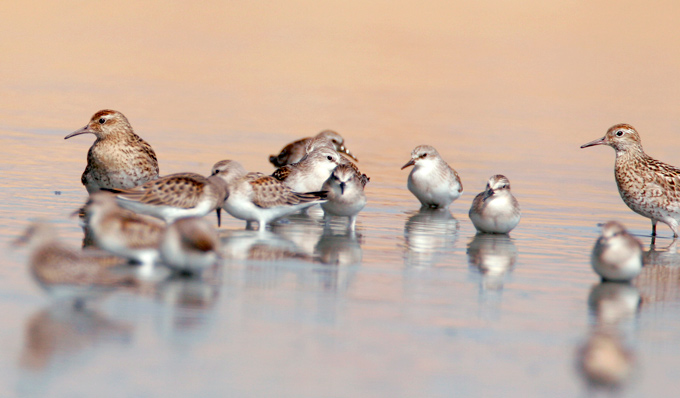 Sharp-tailed Sandpiper & Red-necked Stints